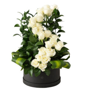 Espiral de Rosas